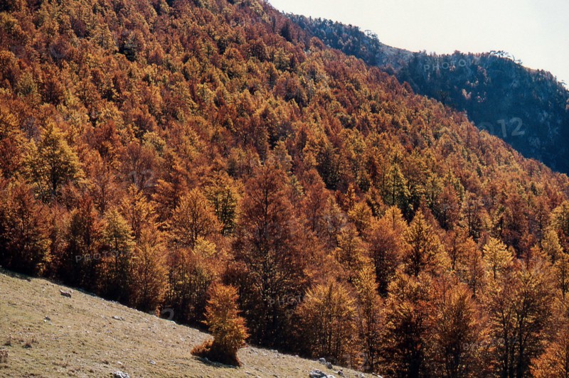 Nature, Italy, region of Calabria 1975 Comprensorio del Pollino - Monte Pollino (Pollino Mountain-Calabria National Park).