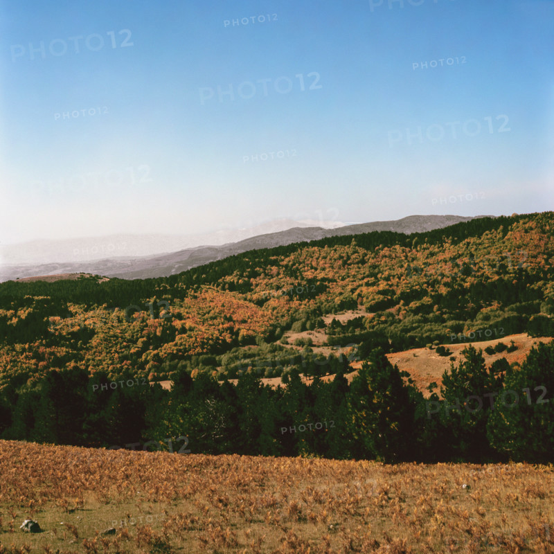 Nature, Italy, region of Calabria 1975 Sila Piccola (Little Sila).