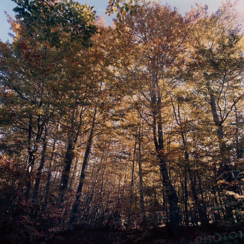 Nature, Italy, region of Calabria 1975 Sila Piccola (Little Sila).