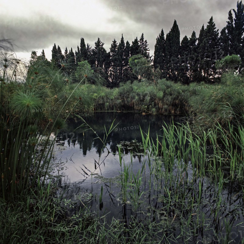 Nature, Italy, region of Sicilia 1975 Fonte Ciane (Ciane source).