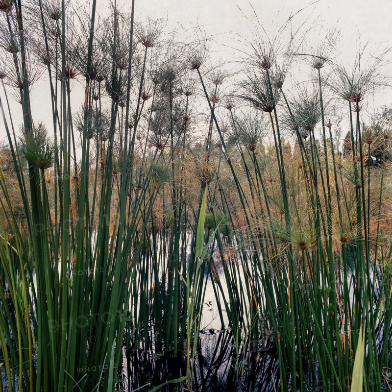 Nature, Italy, region of Sicilia 1975 Fonte Ciane (Ciane source).