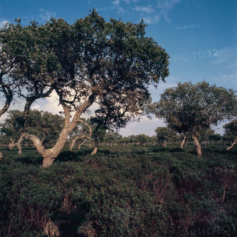 Nature, Italy, region of Sardegna 1975 Giara di Gesturi ""Sa Jara Manna"" (Giara Park).