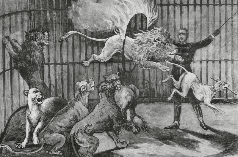 Circo Price. Founded in 1853 by Thomas Price (1813-1877) and installed in Madrid (Spain). The tamer Mr. Seeth performing his daring exercises, with his cage of lions and a dog. He performed his debut act on 1 June 1884. Engraving by Capuz. The Spanish and American Illustration (La Ilustracion Espanola y Americana), 1884.