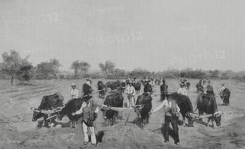 Mexico. Wheat sowing. Engraving. The Spanish and American Illustration (La Ilustracion Espanola y Americana), 1884.
