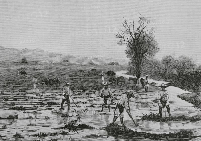 Mexico. Irrigating farmland. Engraving by Tomas Carlos Capuz (1834-1899). The Spanish and American Illustration (La Ilustracion Espanola y Americana), 1884.