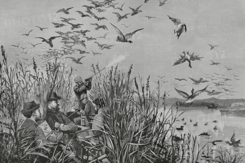 History of Spain. Royal hunt in the Daimiel lagoons. King Alfonso XII (1857-1885) in the act of making a ""carambola"" (""making a carom"") with his shotgun on the morning of 13 October 1884. An episode in which the King shot two game with a single shot, which is known in Spain as a ""carambola"" in hunting terms. The king was accompanied by the royal armourers (Messrs. Leon and Becerra), Mr. Veses, the director of the hunt, and Mr. Comba, artist of La Ilustracion Espanola y Americana. Drawing from life by Juan Comba. Engraving by Bernardo Rico (1825-1894). The Spanish and American Illustration (La Ilustracion Espanola y Americana). December 30, 1884.