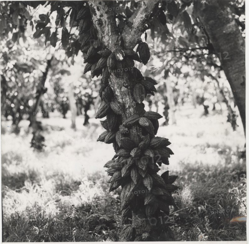 Cacao tree