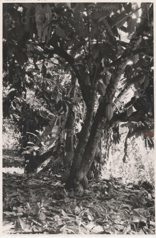 Don Bosco Agricultural School of Balazar cacao tree