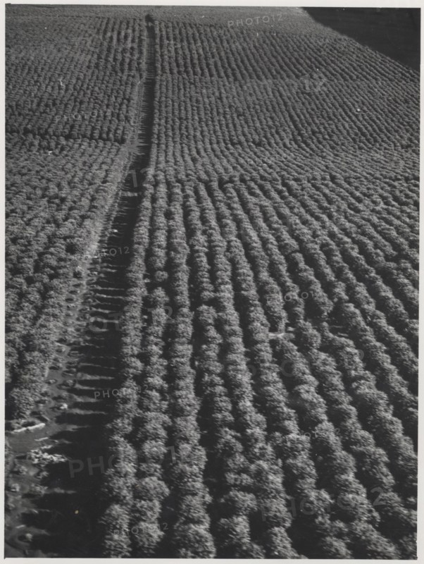 Coffee plantation in Sao Paulo state