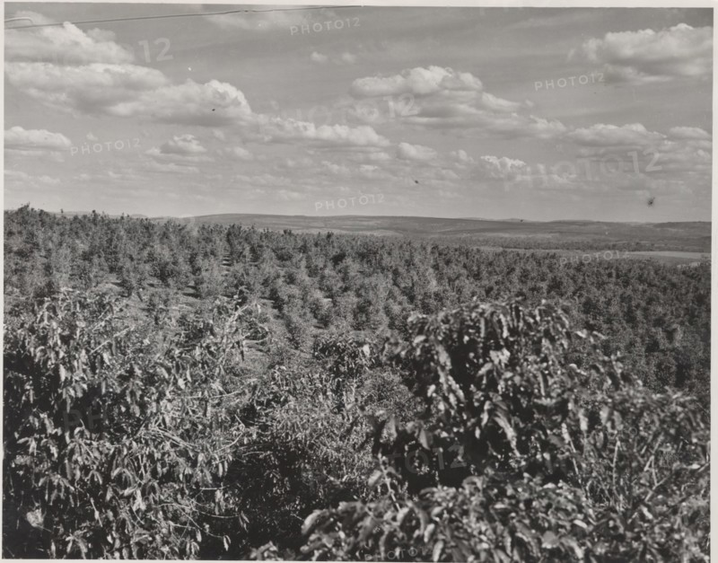 Coffee plantation