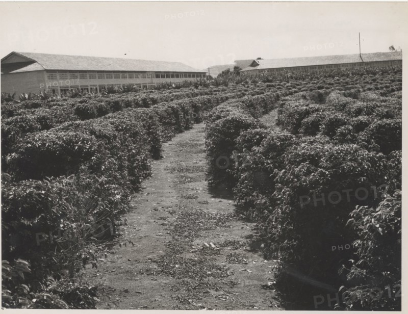 Brazilian stepped ground fazenda