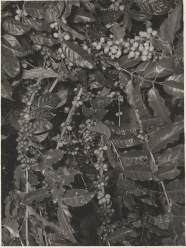 Maturing Arabica coffee plant