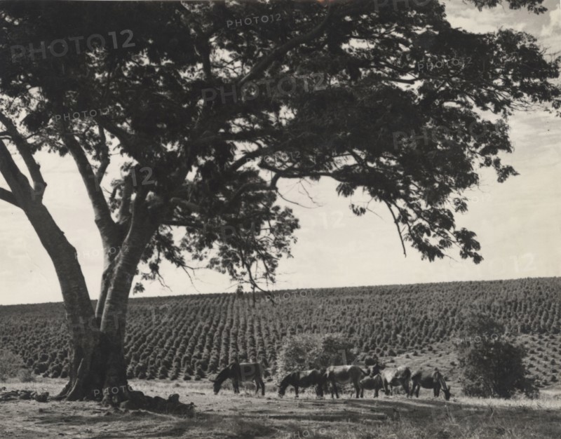 Coffee plantation in Sao Paulo state