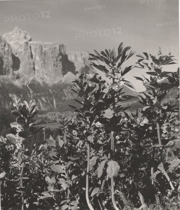 Broad beans trees