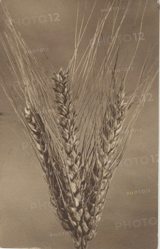 Ear of wheat