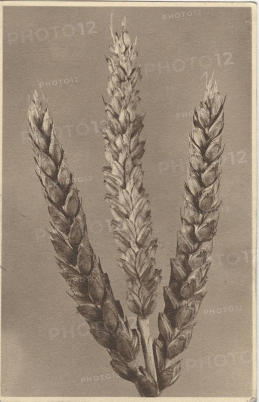 Ear of wheat