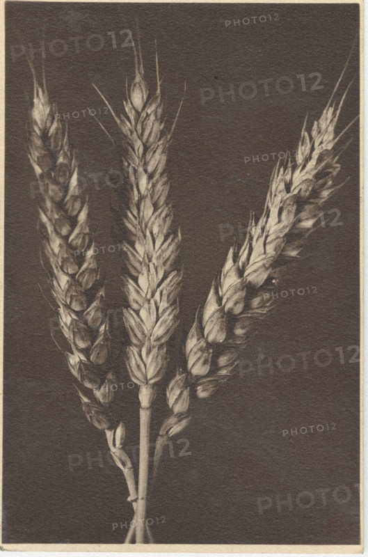 Ear of wheat