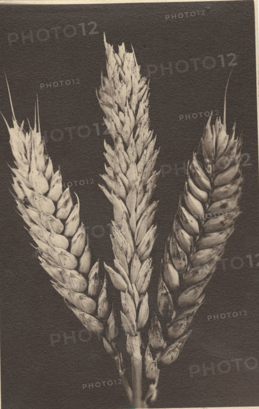 Ear of wheat
