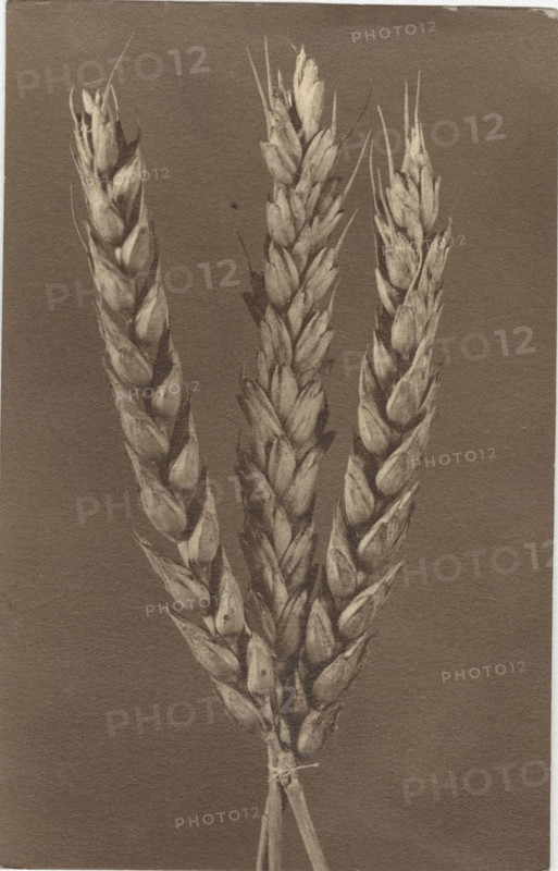 Ear of wheat