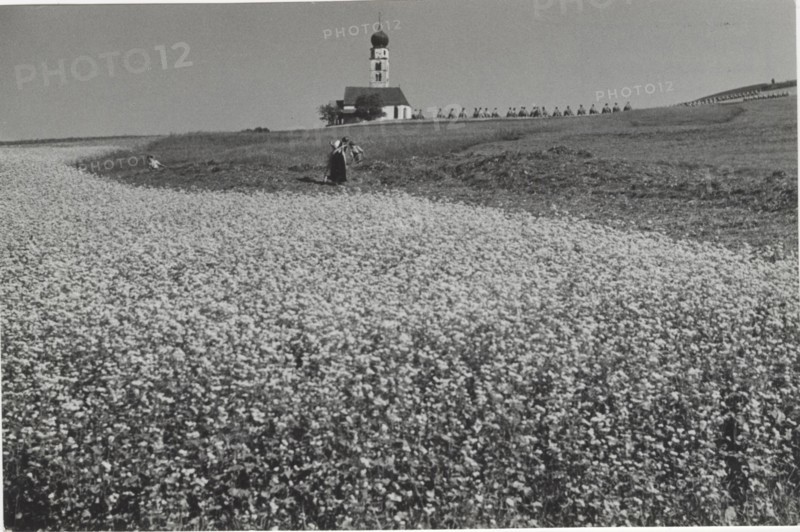 Blooming buckwheat field