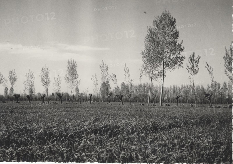 Corn fields