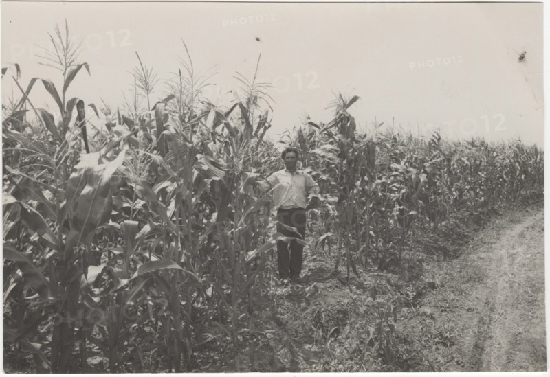 Corn fields