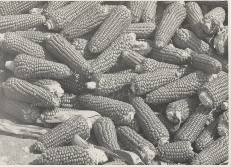 Ear corns