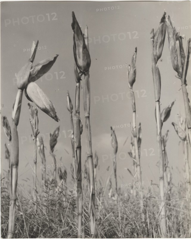 Ear corns