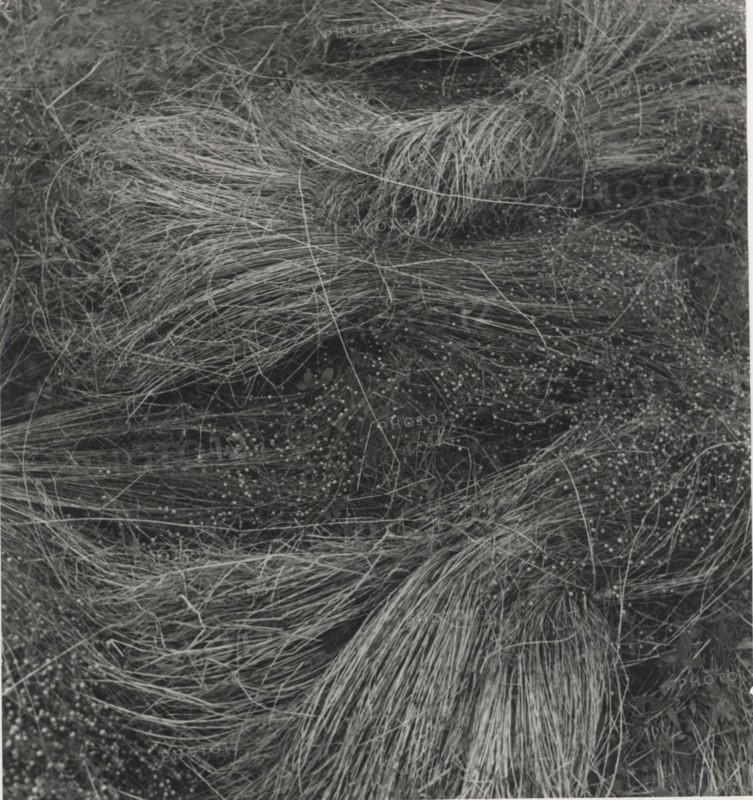 Flax cultivation in Belgium