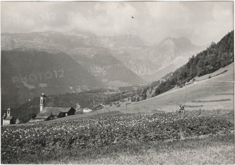 Potato field in Vilminore di Scalve