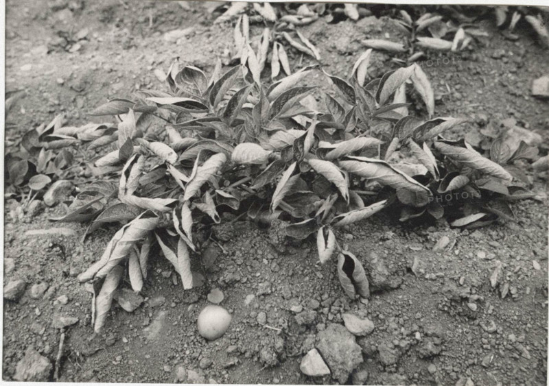Potato field in Bormio