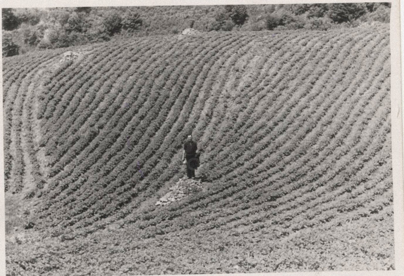 Potato field in Montemurlo