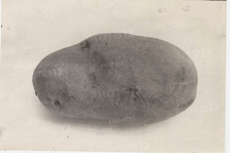 Potato Majestic
