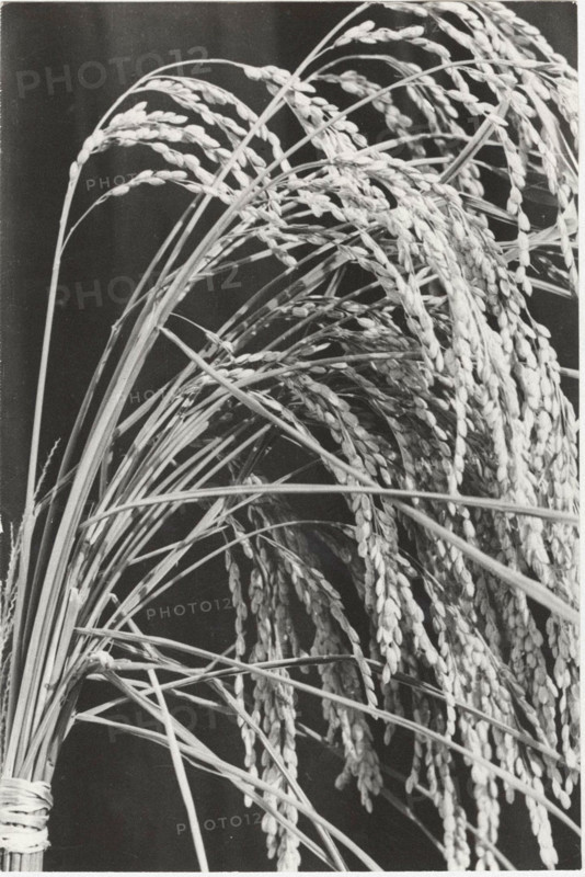 Lombard rice