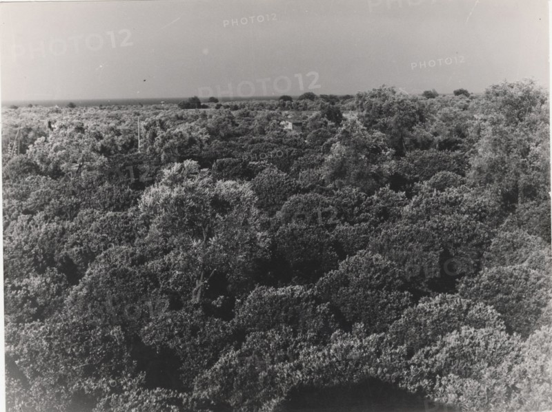 Citrus groves