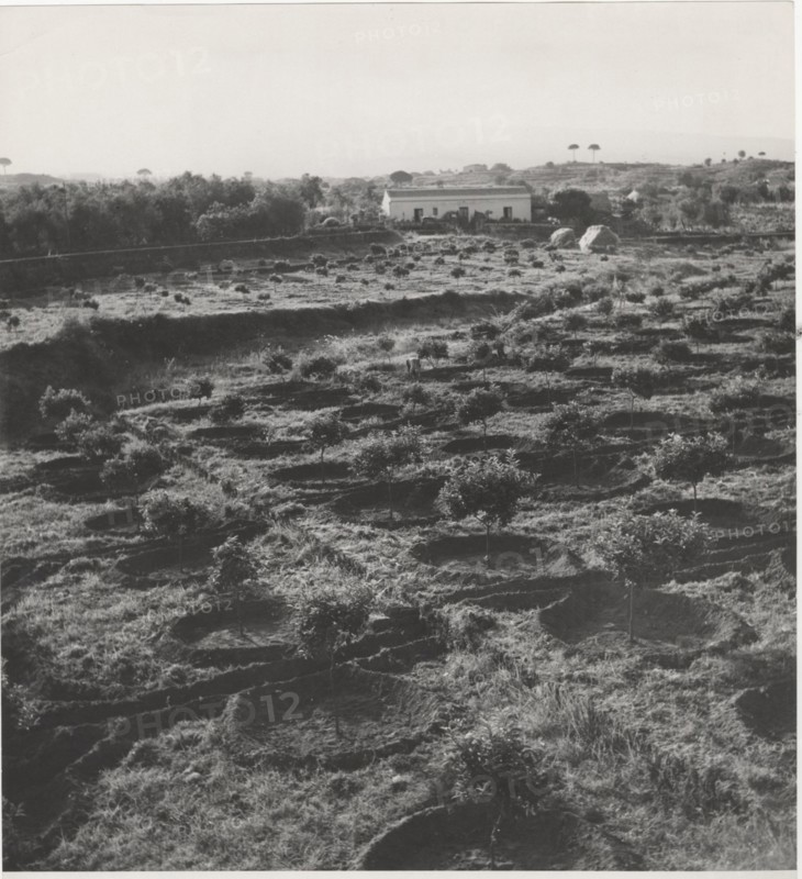 Citrus groves near Catania