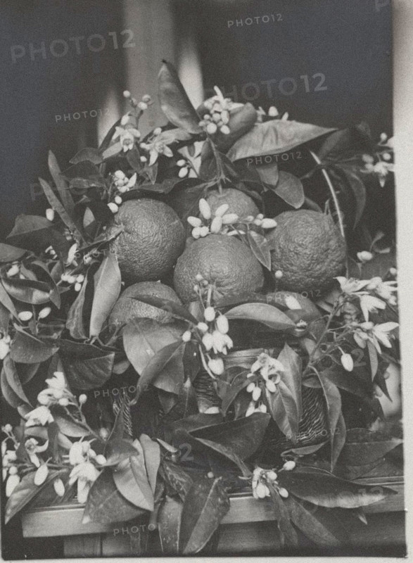 Oranges