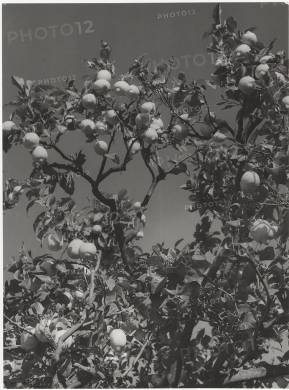Lemon tree