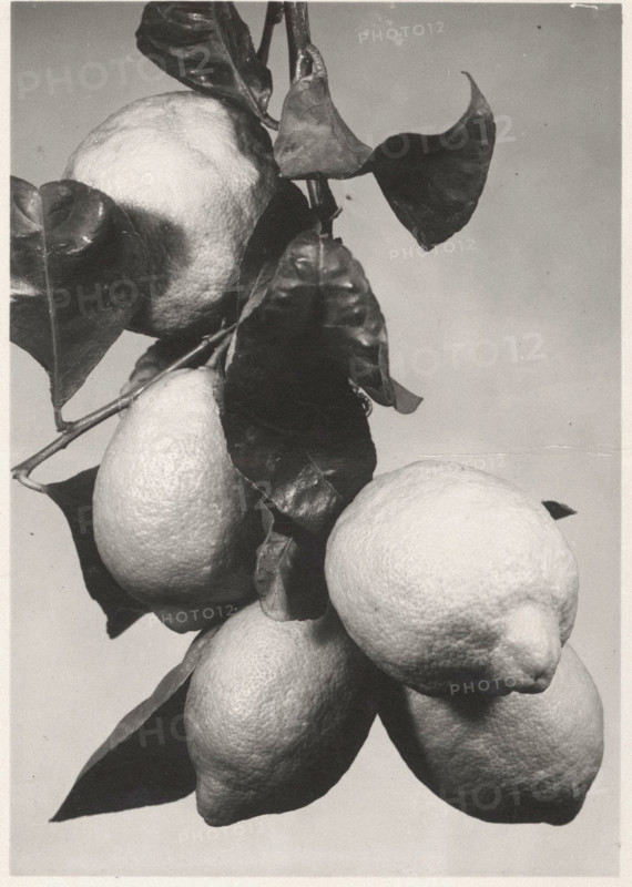 Lemons