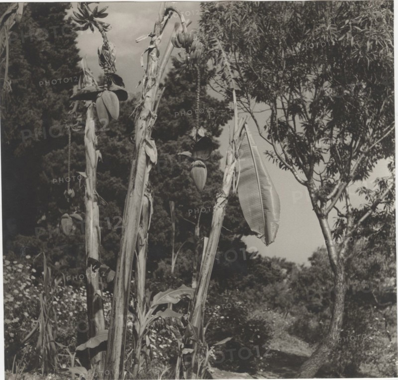Banana tree