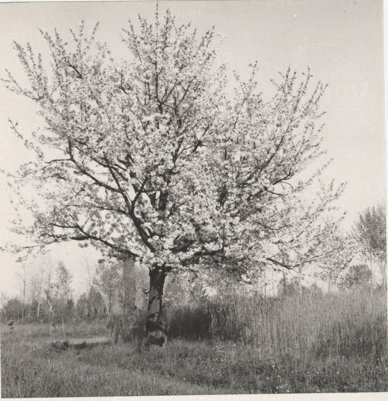 Blooming cherry tree