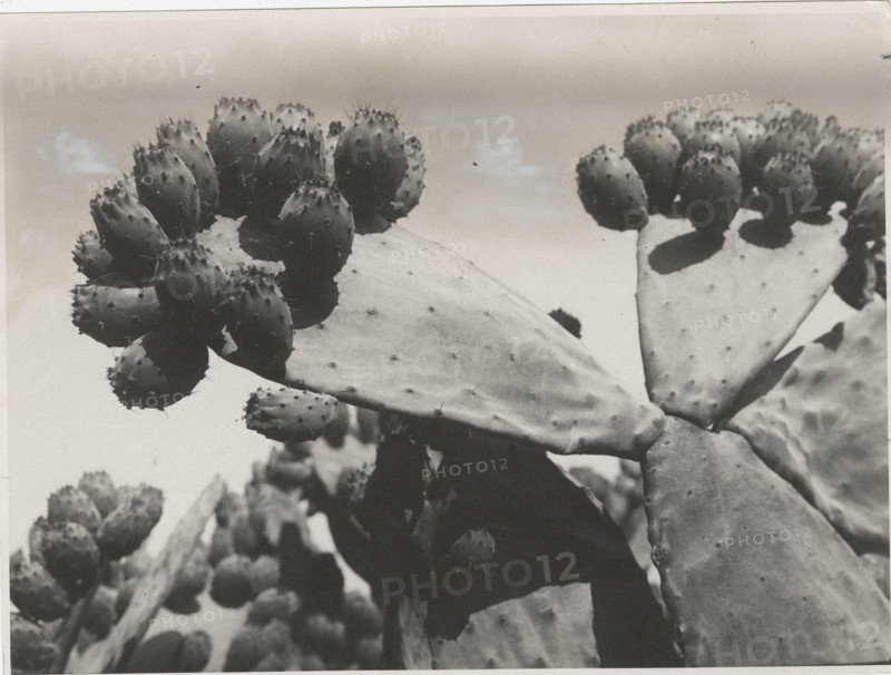 Prickly pears in Salento, Italy