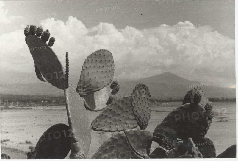 Prickly pears in Scalea, Italy