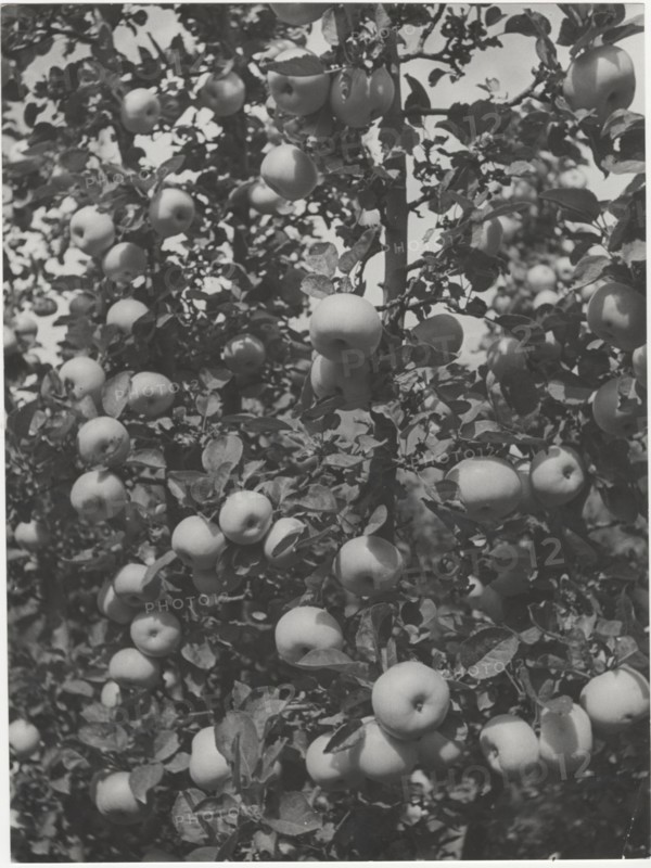 Branch of apple tree