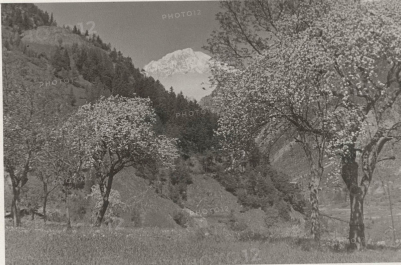 Apple trees