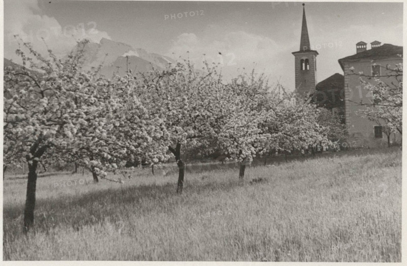Apple orchard