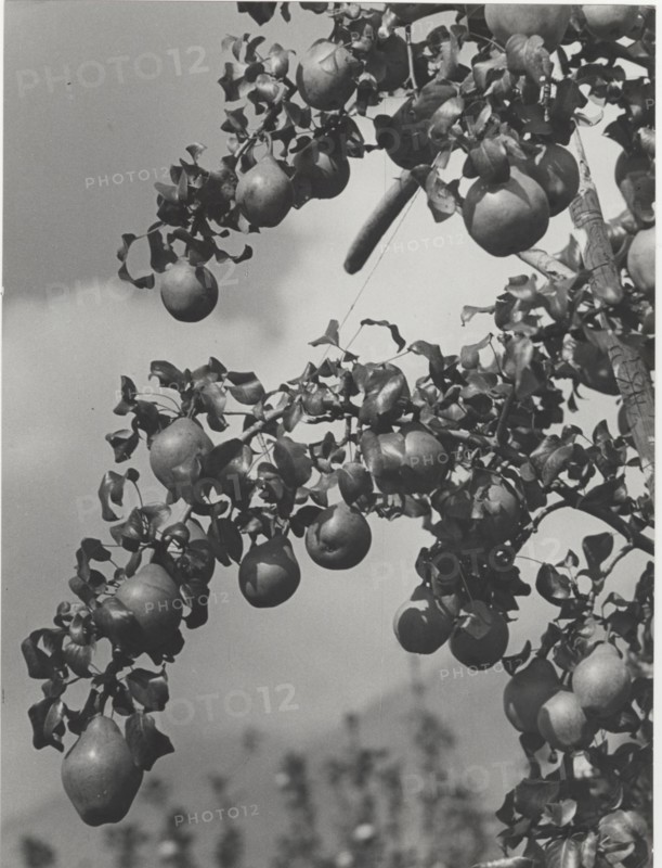 Branch of pear tree