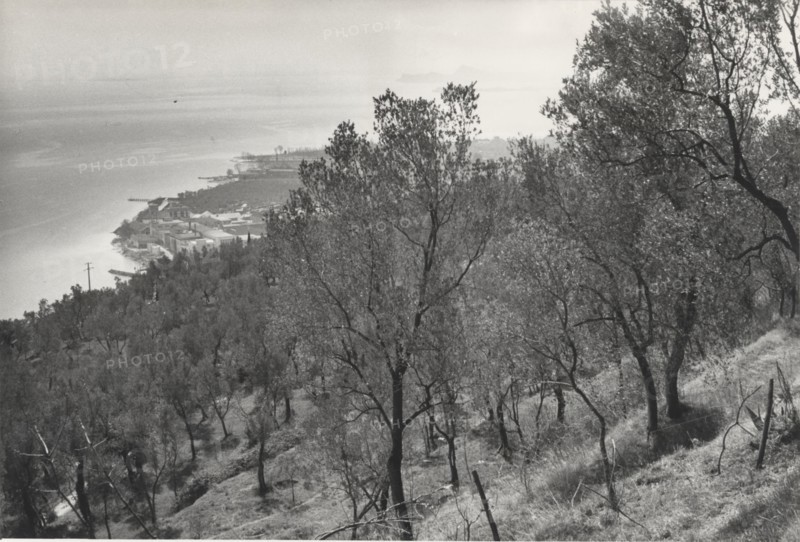 Olive orchards, Toscolano, Italy