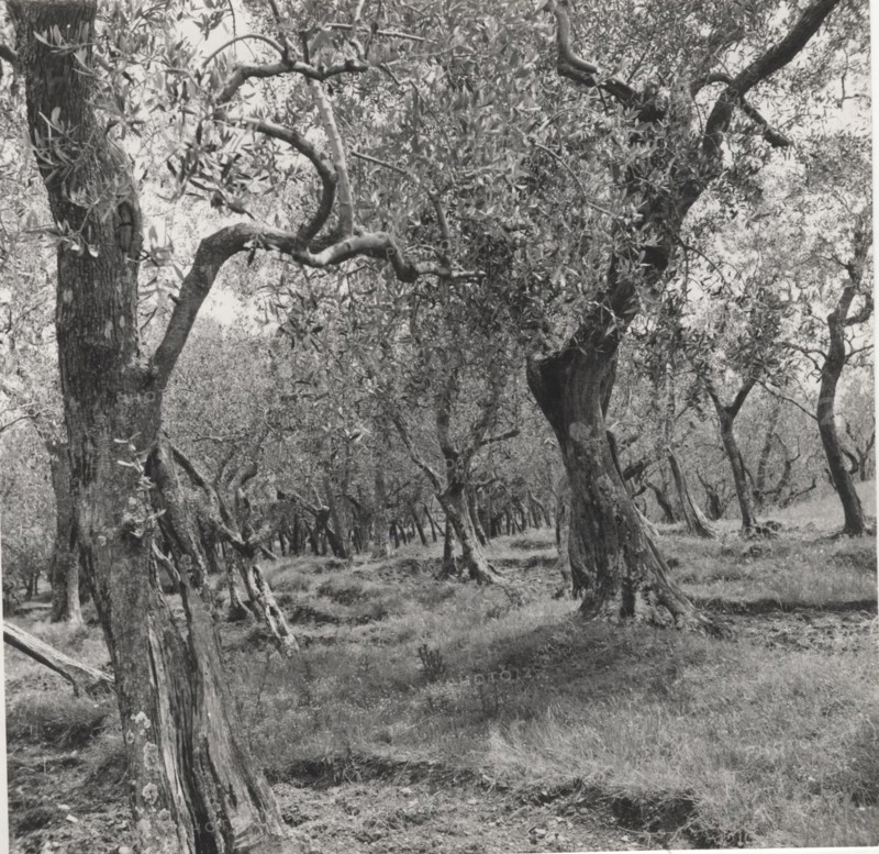 Olive orchard in Buti