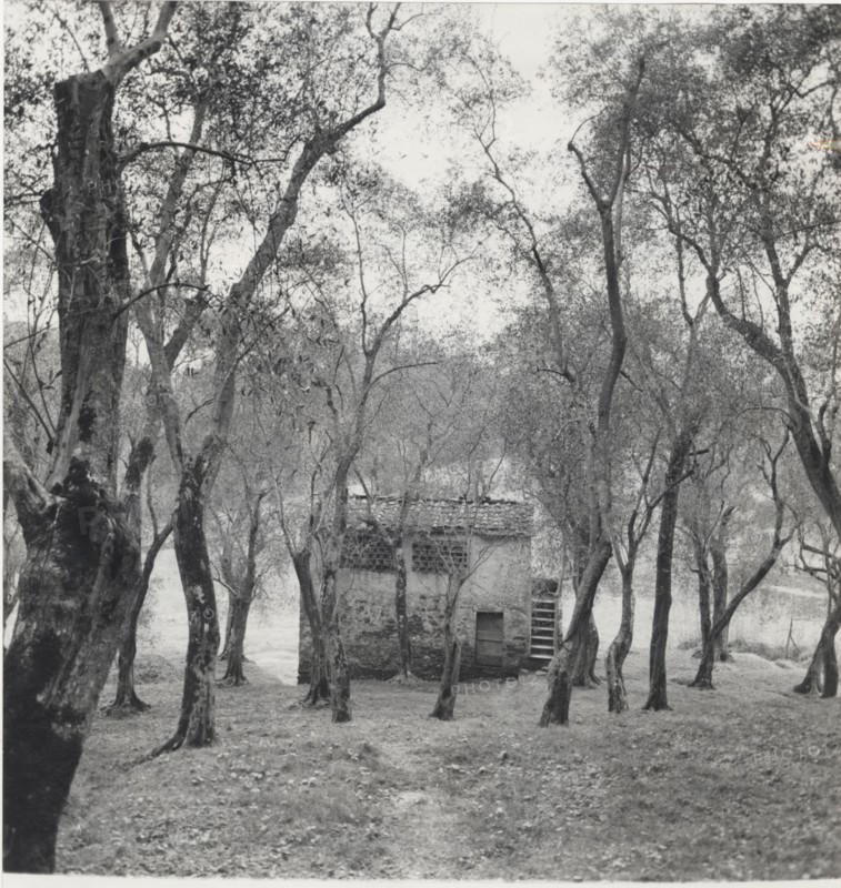 Olive orchard in Sperlonga